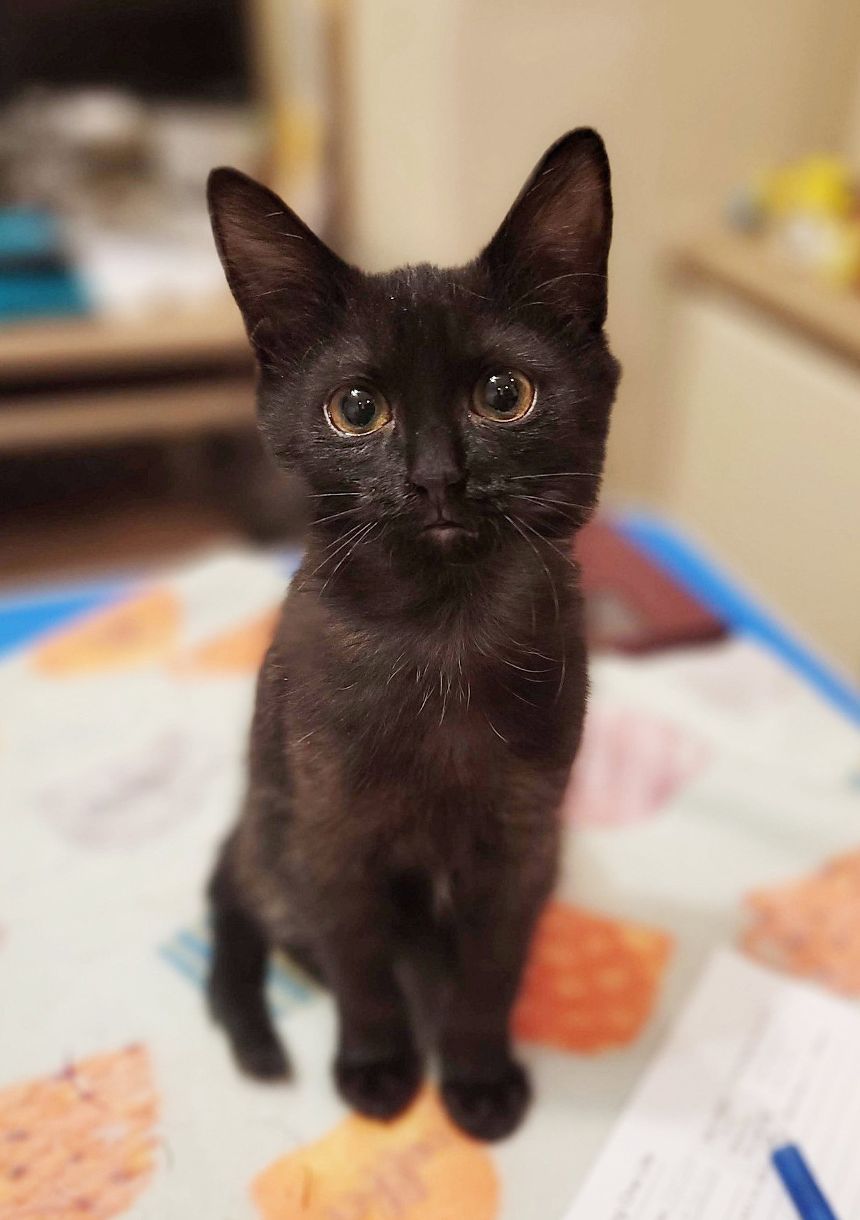 Cat adoption in Chandler, AZ 85246 Domestic Medium Hair / Mixed