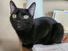 adoptable Cat in Chandler, AZ named Aspen Spinel