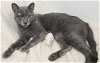 adoptable Cat in chandler, AZ named Tiny Tim Bueller