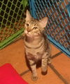 adoptable Cat in Chandler, AZ named Midge Diez