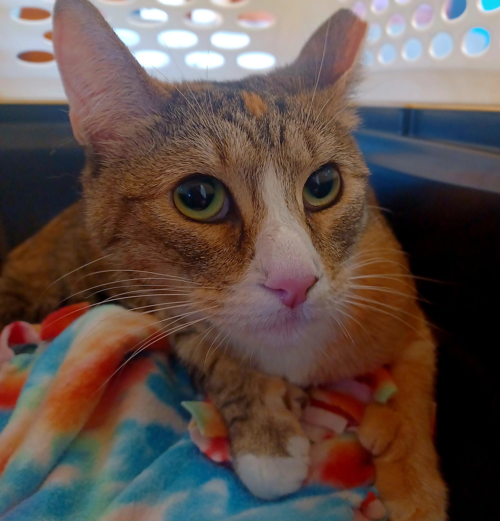 Cats for Adoption in Fountain Hills, Arizona Alpha Paw