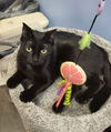 adoptable Cat in Chandler, AZ named Mamacita Corella