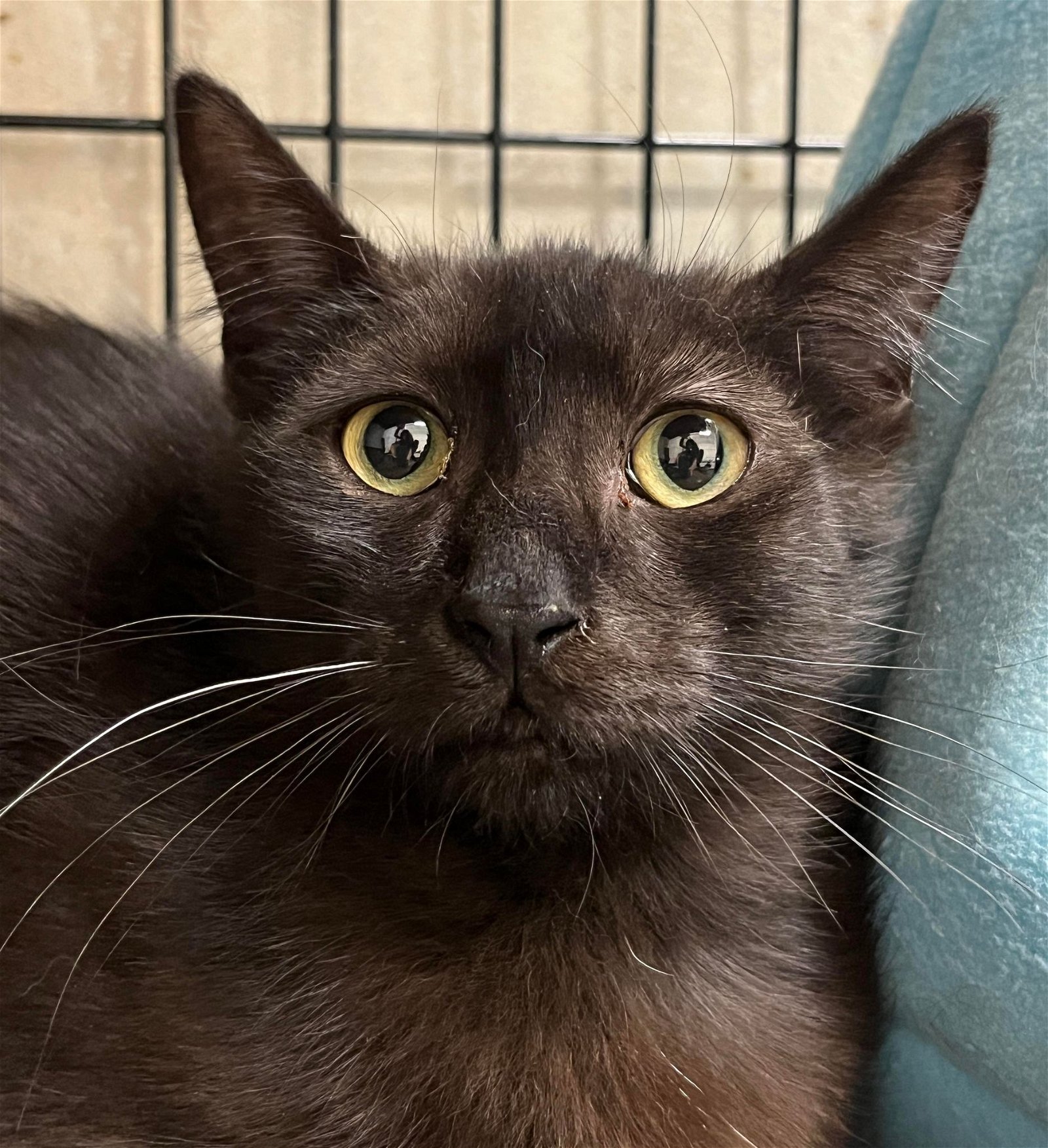 adoptable Cat in Chandler, AZ named St. Nicklaus Yule