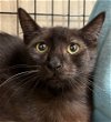 adoptable Cat in chandler, AZ named St. Nicklaus Yule