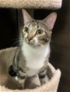 adoptable Cat in chandler, AZ named Nox Chan