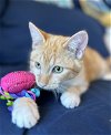adoptable Cat in chandler, AZ named Tony Guacamole