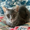 adoptable Cat in chandler, AZ named Jimmy John
