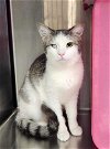 adoptable Cat in chandler, AZ named Skibidi Bibbidi