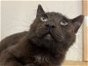 adoptable Cat in chandler, AZ named Krinkle Paws Yule