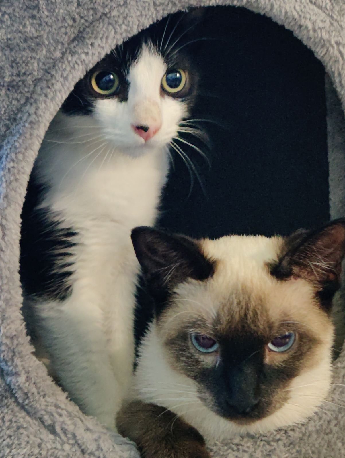 adoptable Cat in Chandler, AZ named Romeo & Cecil Valentine BONDED PAIR