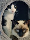 adoptable Cat in  named Romeo & Cecil Valentine BONDED PAIR