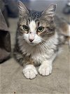 adoptable Cat in chandler, AZ named Gypsy Lady
