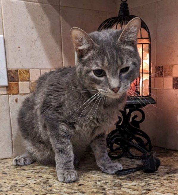adoptable Cat in Chandler, AZ named Kent Washington
