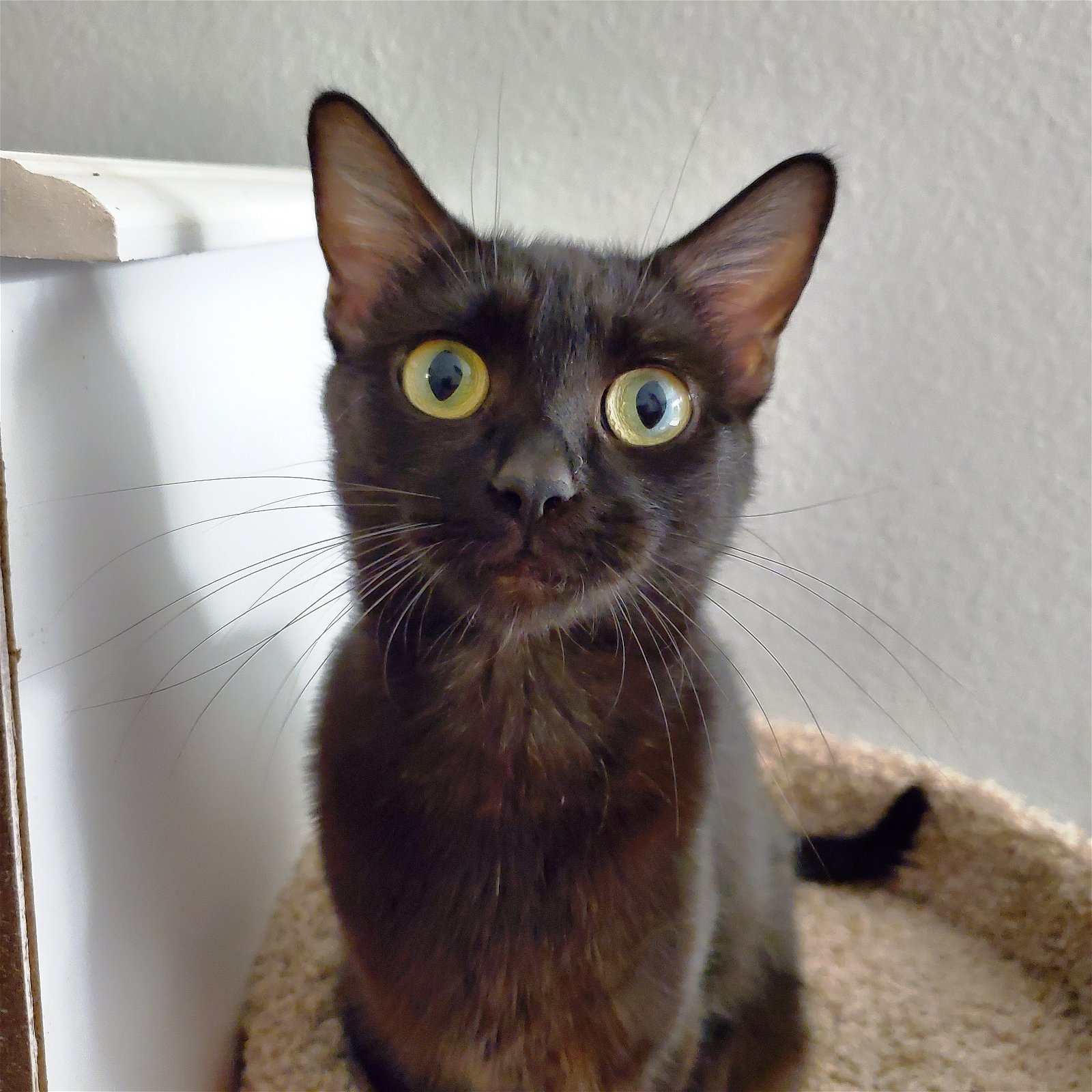 adoptable Cat in Chandler, AZ named Bellatrix Yuletide
