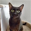 adoptable Cat in chandler, AZ named Bellatrix Yuletide
