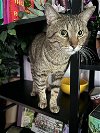 adoptable Cat in chandler, az, AZ named Biscuits n
