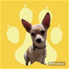 adoptable Dog in chandler, az, AZ named Bobbity Boo