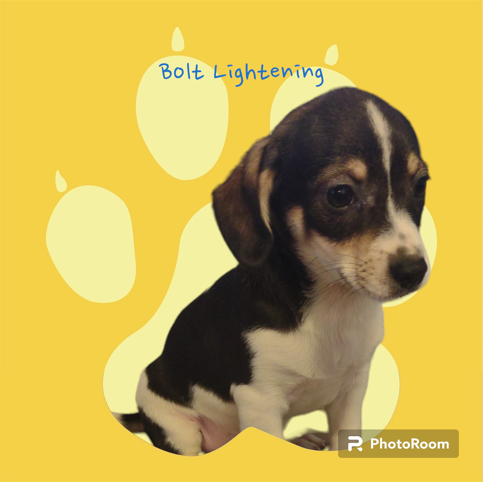 adoptable Dog in Chandler, AZ named Bolt Lightening Weather