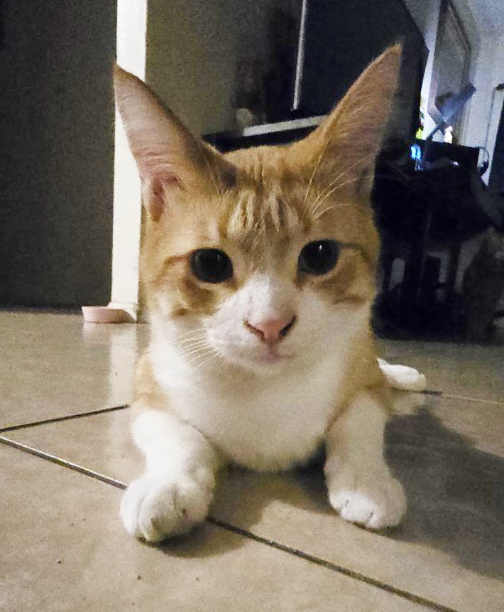 adoptable Cat in Chandler, AZ named Benito Espinosa