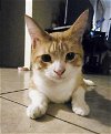 adoptable Cat in  named Benito Espinosa