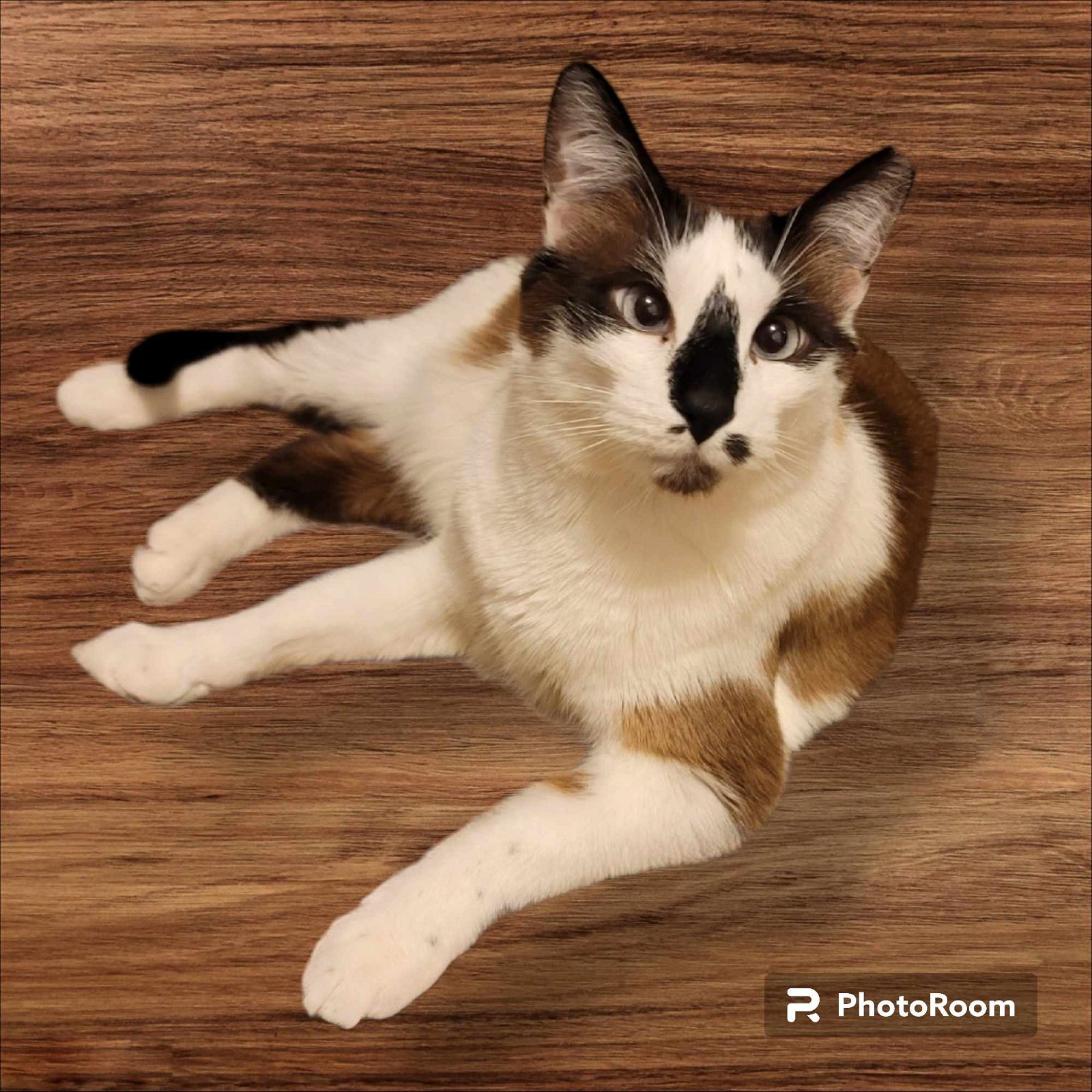 adoptable Cat in Chandler, AZ named Persimmon Pudding