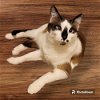 adoptable Cat in chandler, AZ named Persimmon Pudding