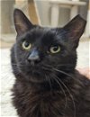 adoptable Cat in chandler, AZ named Squeaky Wheel