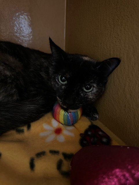 adoptable Cat in Chandler, AZ named Bitsy Trapper