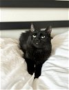 adoptable Cat in chandler, AZ named Dulce Noyes