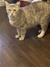 adoptable Cat in chandler, AZ named Ezma Grove
