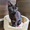 adoptable Cat in chandler, AZ named Duncan Rainbow