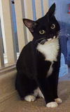 adoptable Cat in Chandler, AZ named Valentine Kisses