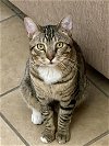 adoptable Cat in chandler, AZ named Tiny Tiger
