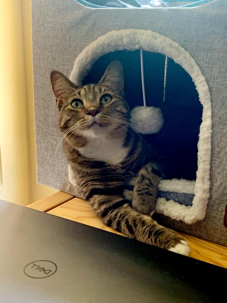 Cats for Adoption in Queen Creek, Arizona Alpha Paw
