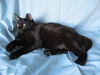 adoptable Cat in Chandler, AZ named David Copperfield