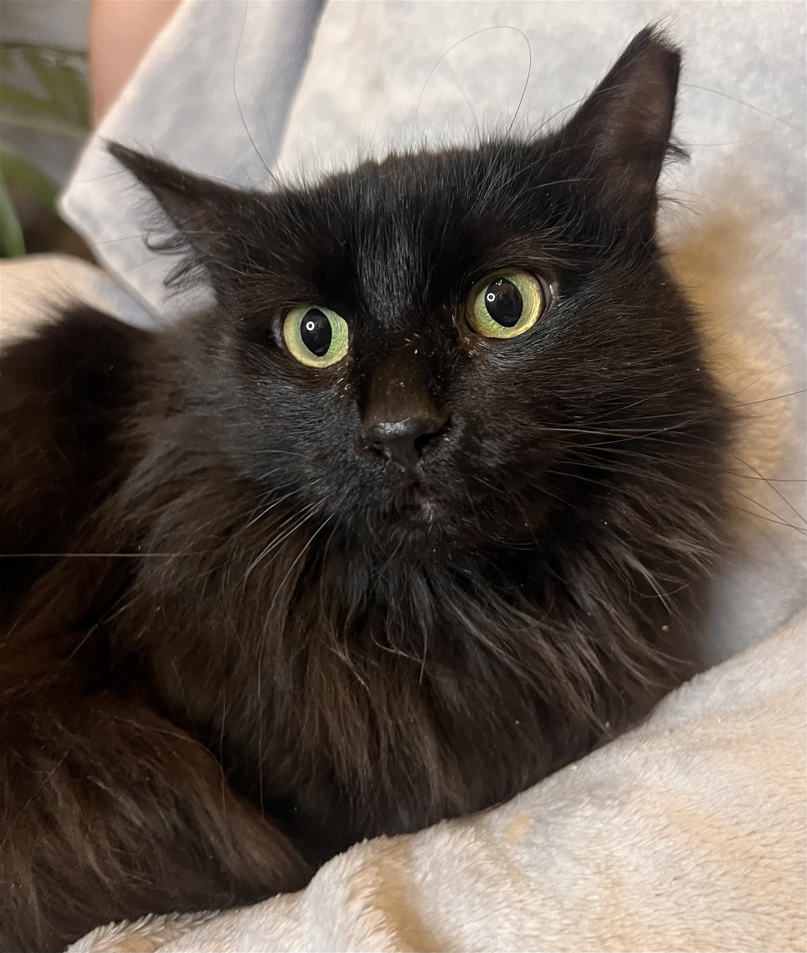 adoptable Cat in Chandler, AZ named Miss Biscuits