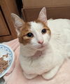 adoptable Cat in Chandler, AZ named Bambi Dear