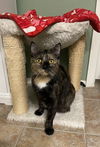 adoptable Cat in Chandler, AZ named Pebbles Flintstone