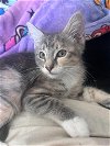 adoptable Cat in  named Fae Mythical