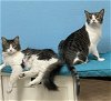 adoptable Cat in  named Scruffy & Pickles McMuffin BONDED PAIR