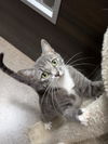 adoptable Cat in Chandler, AZ named Reign Rado