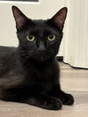 adoptable Cat in Chandler, AZ named Ren Rado