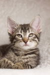 adoptable Cat in Chandler, AZ named Sage Petalpaw