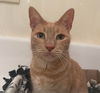 adoptable Cat in Chandler, AZ named Simba Prince