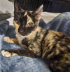 adoptable Cat in Chandler, AZ named Arabela Nala