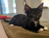 adoptable Cat in Chandler, AZ named Wynnie Vegas