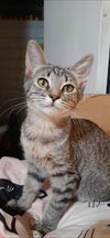 adoptable Cat in Chandler, AZ named Woody Pixar