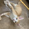 adoptable Cat in Chandler, AZ named Soar Lieutenant