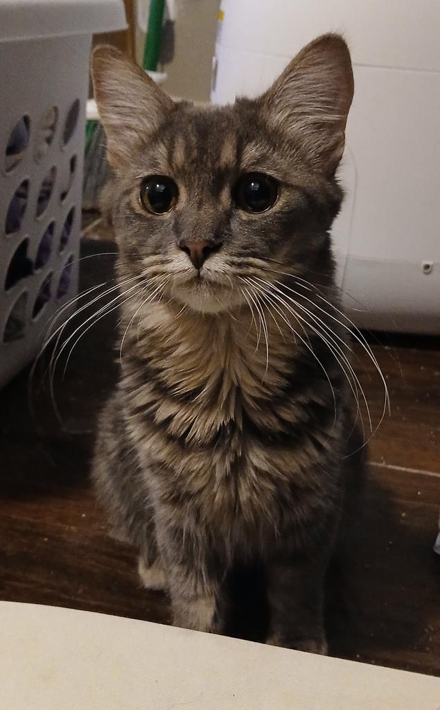 Photo of Biscuit Breakfast