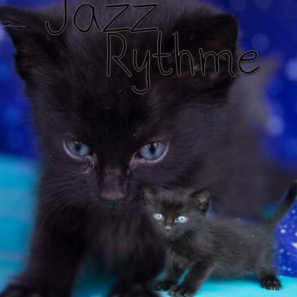 Photo of Jazz Rhythme